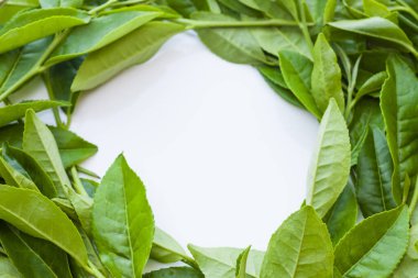 Beyaz arka planda yeşil çay yaprakları ve metin için yer var. en üstteki görünüm