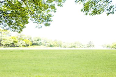 Yeşil çim ve ağaçların Park