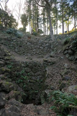 Rocky arazisi uzun ağaçlarla çevrili.