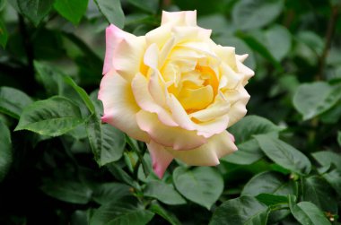 Bahçede açan güzel gül çiçeği.    