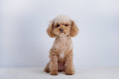 Beyaz arka planda izole edilmiş şirin köpeğin yakın plan fotoğrafı. 