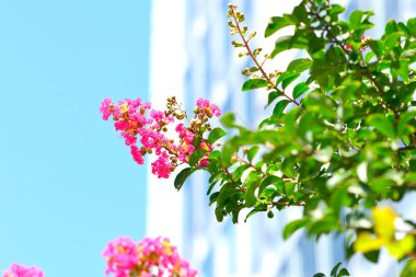 güzel çiçekler, doğa ve bitki konsepti