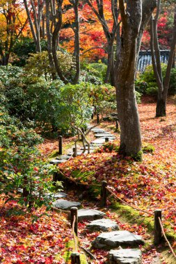 Taş patika ve parktaki renkli sonbahar yaprakları