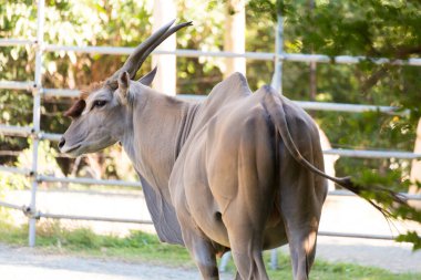 Çitin yanında duran kahverengi antilop