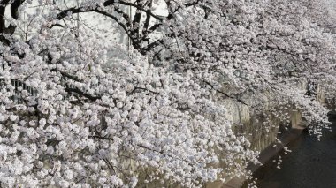 Bahar parkında çiçek açan güzel ağaçlar       