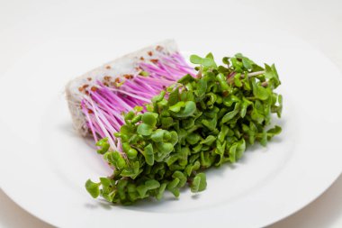 Sağlıklı yemek. mikroyeşil salata karışımı. Taze taze filizler 