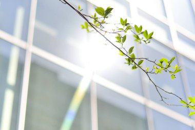 Modern binanın yeşil yapraklı ve cam pencereli ağaç dalı