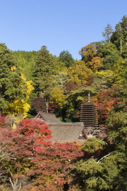 Tanzan Tapınak sonbahar, Nara-Ken, Japonya