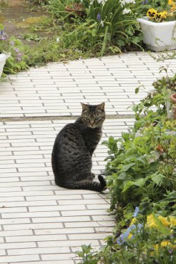 Kedi bahçede yolda oturuyor.