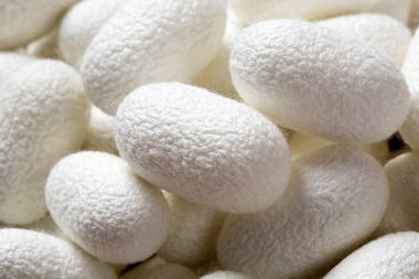 Güzel doğal ipek böceği kozaları.