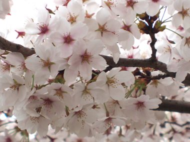 güzel çiçekler, görünümü kapatın