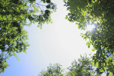 Parkta yeşil yapraklı ağaçlar, alt manzara 