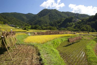 Yeşil dağlara doğru uzanan yemyeşil pirinç tarlaları
