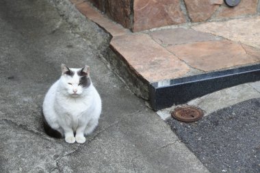 Sabahları sokaktaki kedi