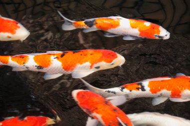 koi carps gölde yüzmek.         