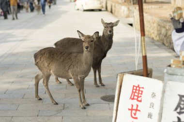 Japonya, Nara 'da bir parkta yürüyen kahverengi geyik. 