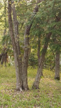 Yeşil ağaçların güzel manzarası