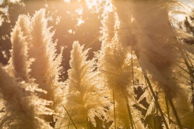 Arka planda güneş ışığı olan güzel altın çimenler.