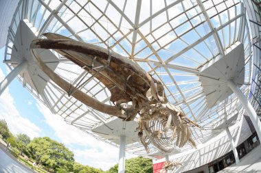 Osaka Doğal Tarih Müzesi 'nin içinde.