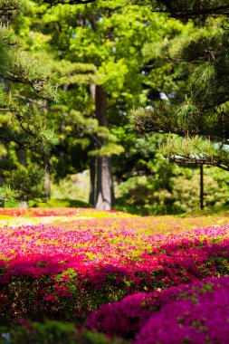 Bahçedeki güzel çiçekler