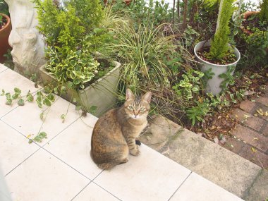 Şirin evcil kedinin yakın çekimi