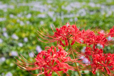 Bahçedeki güzel çiçekler