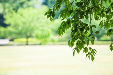 Şehir parkında yeşil yaprak 