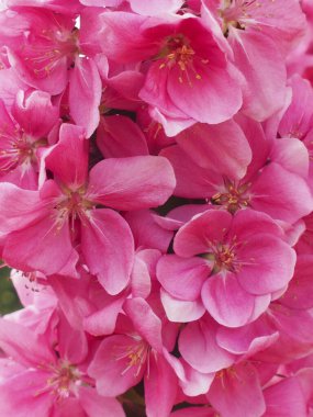 Doğadaki güzel sakura çiçekleri