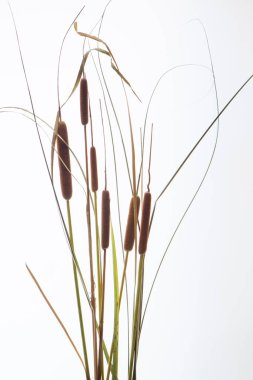 beyaz arkaplanda kuru çimen