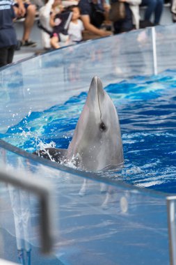Havuzdaki yunus manzarasını kapat. 