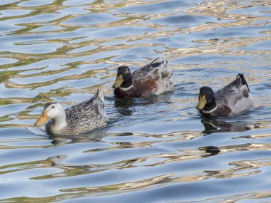 Gölde yüzen sevimli ördeklerin yakın çekimi.    