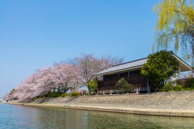 Japonya ağaçlarda kiraz çiçeği