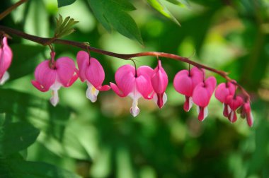 Çayırda yaz çiçekleri, gündüz manzarası 