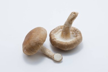 Beyaz arka plan üzerinde izole ham mantar 