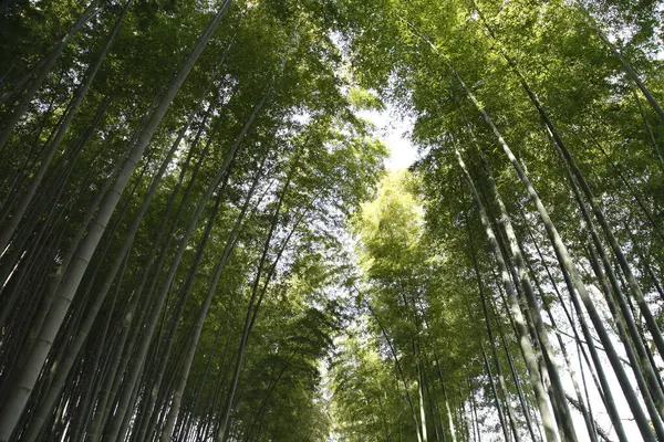 日本竹林 — 图库照片
