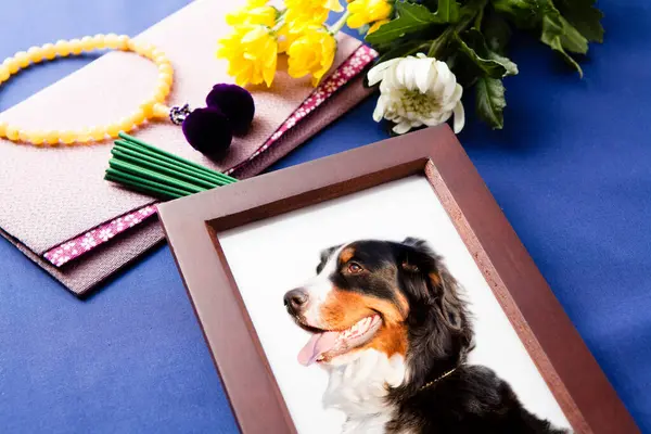 stock image Family pet dog portrait in a funeral frame