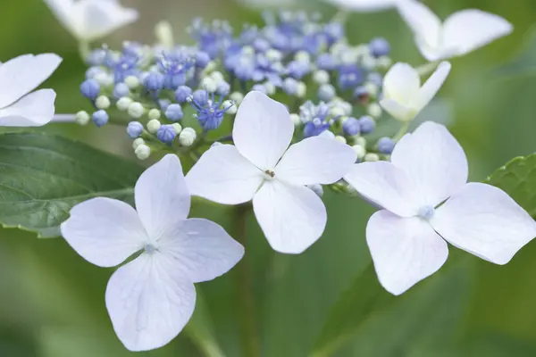 Prachtige Bloemen Natuur Flora Concept — Stockfoto