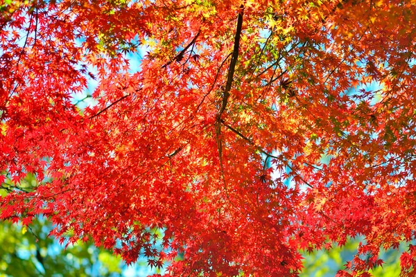 red maple leaves in the fall season