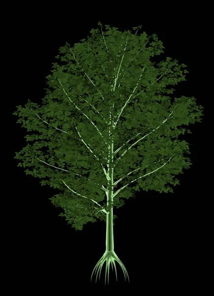 Силуэт Большого Дерева Чёрном Фоне — стоковое фото