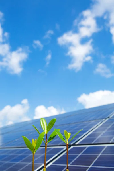 Grüne Pflanzen Und Sonnenkollektoren Auf Himmelshintergrund Energie Und Sonne — Stockfoto