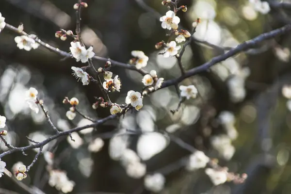 Білі Квіти Гілці Дерева — стокове фото