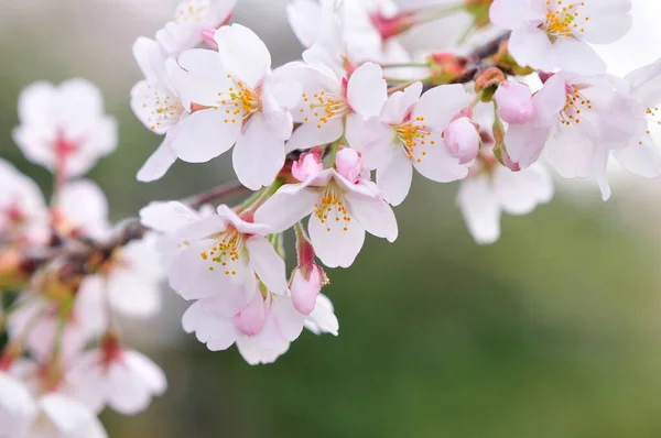 Gyönyörű Cseresznyevirágok Tavasszal — Stock Fotó