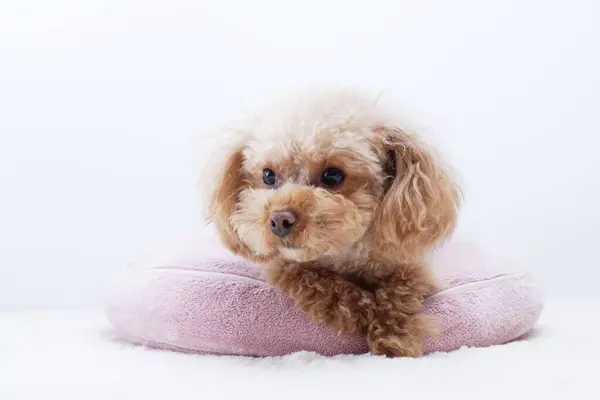 Πορτρέτο Του Χαριτωμένου Σκύλου Closeup Του Μικρού Κουταβιού — Φωτογραφία Αρχείου