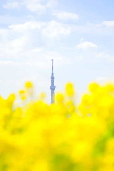 Vista Tokyo Skytree Con Flores — Foto de Stock