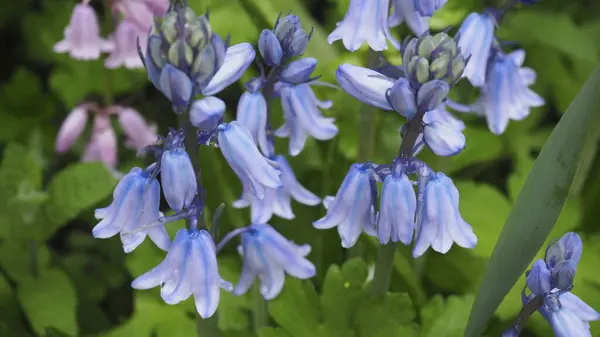 Zblízka Modré Květy — Stock fotografie