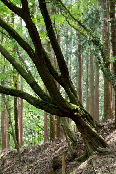 Vertical Shot Beautiful Forest — Stock Photo, Image