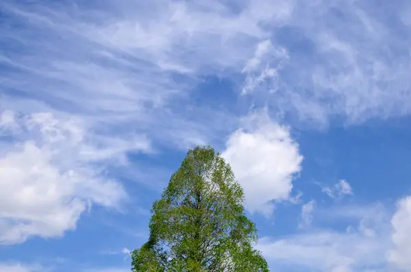 Зелені Дерева Над Блакитним Небом — стокове фото