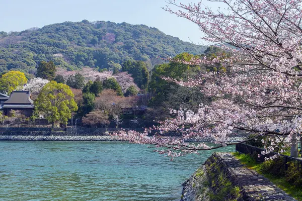 Beautiful Cherry Blossom Tree Branches — Stock Photo, Image