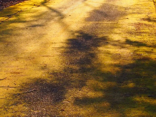 a yellow street with shadow of trees