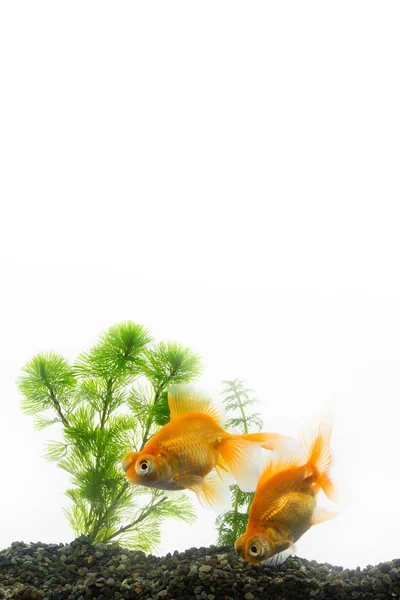 Goldfishes Aquarium White Background — Stock Photo, Image